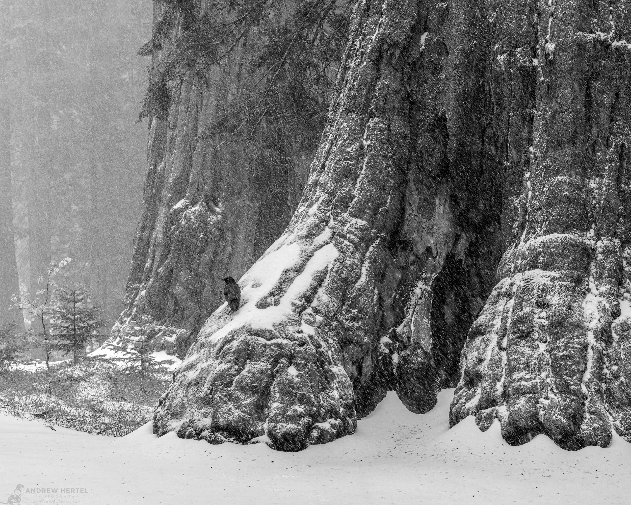 Sequoia, Snow and a Raven | Limited Edition Hand-Signed Fine Art